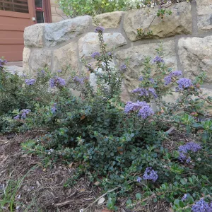 Water Wise Home Garden. Ceanothus â€˜Valley Violet'