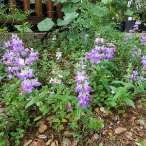 Collinsia heterophylla, Chinese Houses