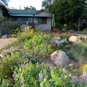 Water Wise Home Garden. Rain garden display