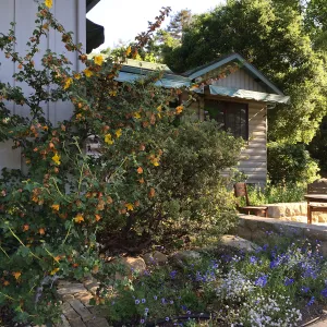Water Wise Home Garden