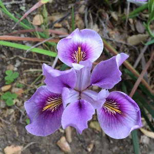 Iris