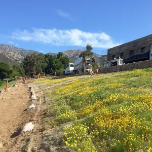 Pritzlaff Conservation Center construction. Layia platyglossa on west slope