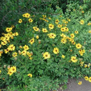 Encelia californica on the Porter Trail