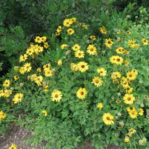Encelia californica on the Porter Trail