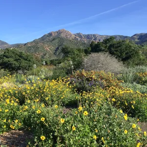 Encelia californica on the Porter Trail