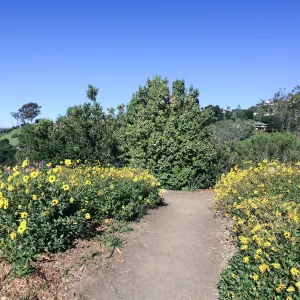 Encelia caifornica on the Porter Trail