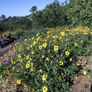 Encelia caifornica on the Porter Trail