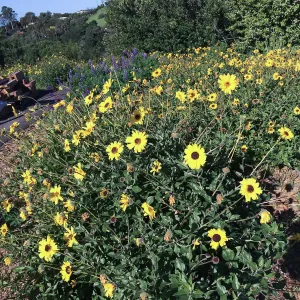 Encelia caifornica on the Porter Trail