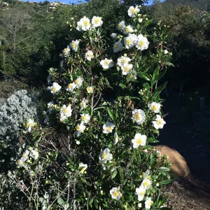 Carpenteria californica on the Porter Trail