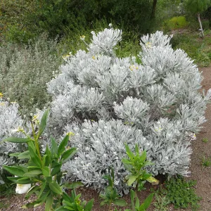 Senecio palmeri on the Porter Trail