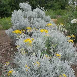 Senecio palmeri on the Porter Trail