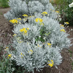 Senecio palmeri on the Porter Trail