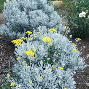 Senecio palmeri on the Porter Trail