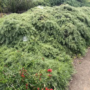 Porter Trail, Artemisia â€˜Canyon Grey'