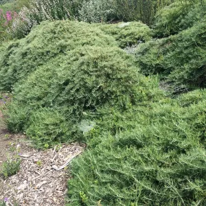 Porter Trail, Artemisia â€˜Canyon Grey'