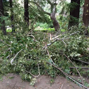 Fallen sycamore branch in Redwood section