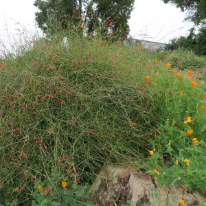 Gambelia â€˜Gran Canon'
