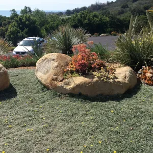 Victor Schaff garden, Dymondia lawn