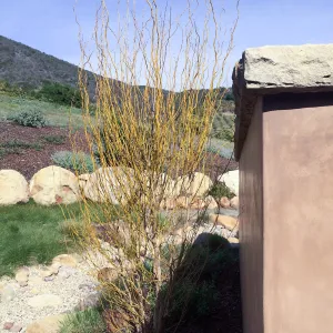 Victor Schaff garden, yellow willow