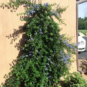 Victor Schaff garden, Ceanothus â€˜Yankee Point' trained up a wall