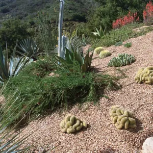 Victor Schaff garden, gravel mulch
