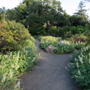 Lupinus microcarpus in Manzanita Section