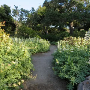 Lupinus microcarpus in Manzanita Section
