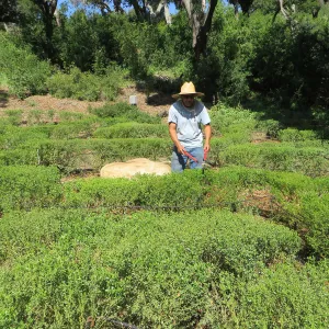 Robert Carrillo trimming the Centennial Maze
