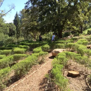 Centennial Maze