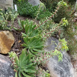 Dudleya virens hassei, parking lot bank
