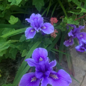 Iris