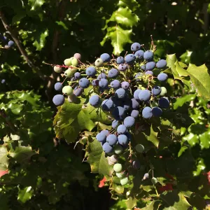 Berberis pinnata