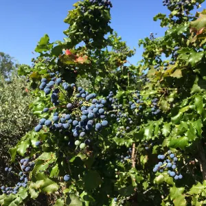 Berberis pinnata
