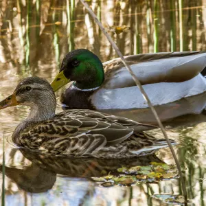 Ducks in Pond