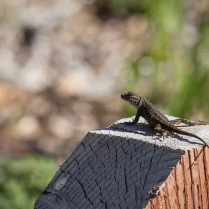 Lizard