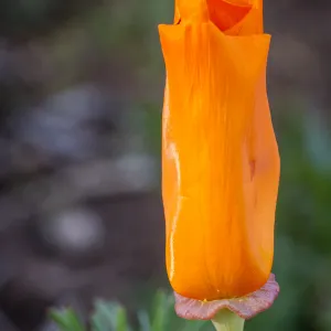 California Poppy