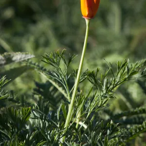 California Poppy