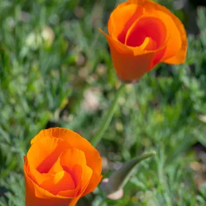 California Poppy