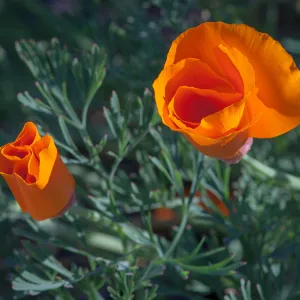 California Poppy