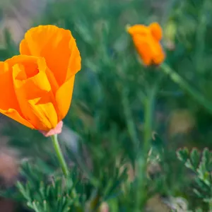 California Poppy