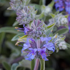 Sage