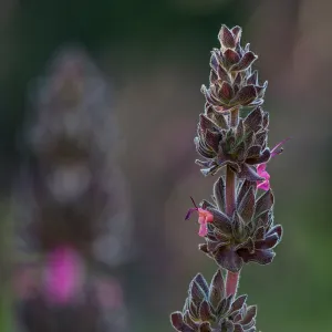 Salvia spathacea
