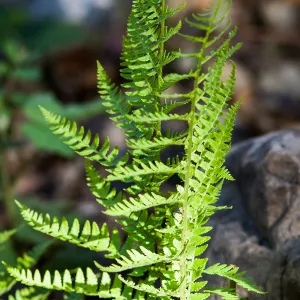 Fern