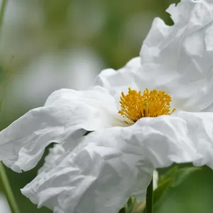 Hairy Matilija Poppy