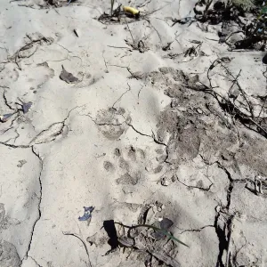 SBBG Staff field trip to Santa Cruz Island, Island fox tracks in mud