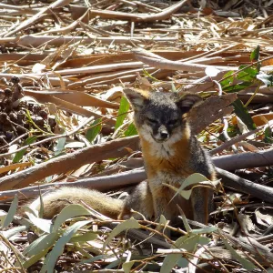 SBBG Staff field trip to Santa Cruz Island, Santa Cruz Island fox