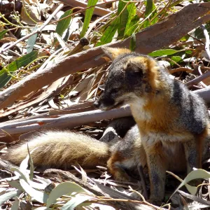 SBBG Staff field trip to Santa Cruz Island, Santa Cruz Island fox