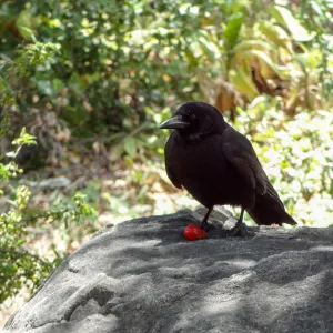 crow, SBBG