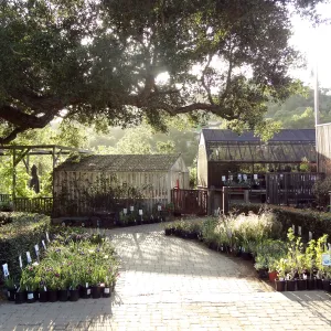 Courtyard with plants, Spring Plant Sale 2014
