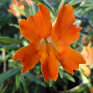 monkeyflowers, Spring Plant Sale 2014